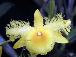 Bild von Dendrobium harweyanum 4